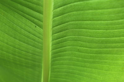 Full frame shot of green leaf