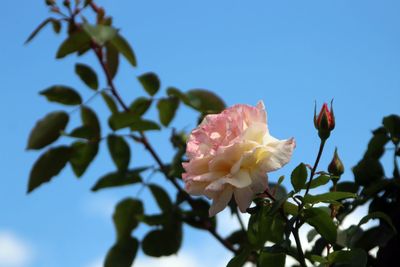 Close-up of pink flowering plant against clear sky