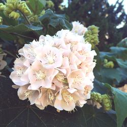 Close-up of white dahlia blooming outdoors