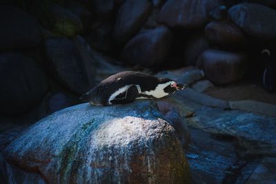 Close-up of penguin on rock