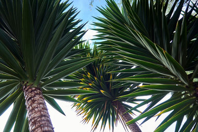 Low angle view of palm tree against sky