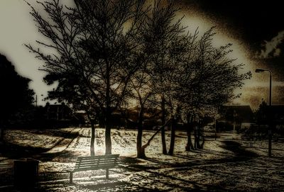 Bare trees against sky