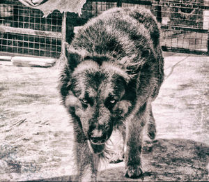 Close-up portrait of animal during winter