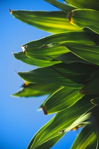 Low angle view of leaves against clear blue sky