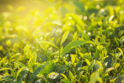 View of tea plantation at morning