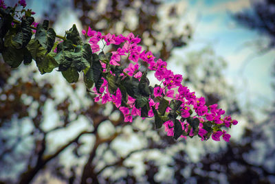 Close-up of pink flowering plant