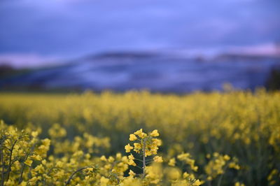 Yellow flowering plants on field against sky