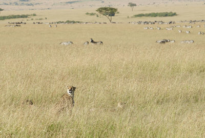 Flock of sheep on field