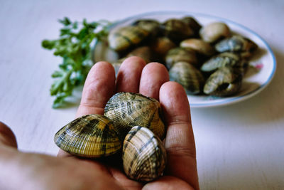 Close-up of hand holding shell