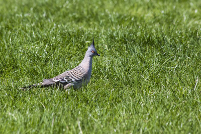 Side view of crested pigeon on grass