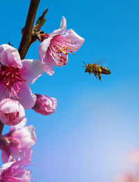 Low angle view of cherry blossom flowers