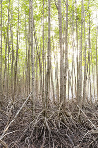 View of trees in forest