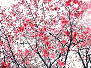 Low angle view of pink flowers