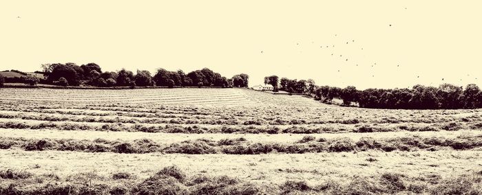 Scenic view of field against clear sky