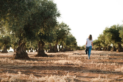 Rear view of woman walking at olive orchard