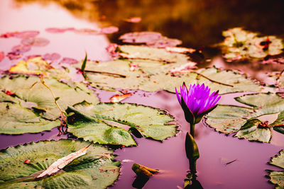 Close-up of pink water lily in lake