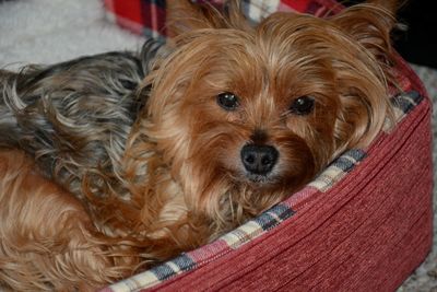 Close-up portrait of a dog