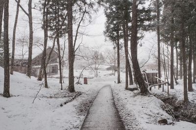 Trees in forest during winter