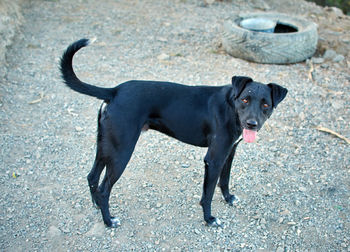 Black dog standing outdoors