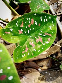 High angle view of wet plant leaves