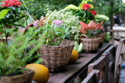 Potted plants in basket