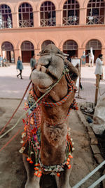 Close-up of smiling camel