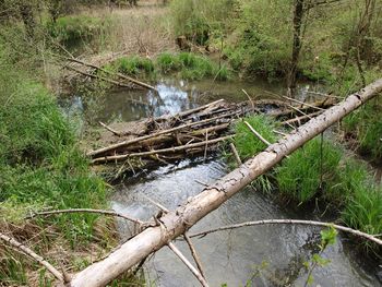 Log cabin by river in forest