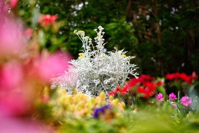 Close-up of flowers against blurred background