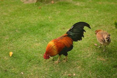 High angle view of duck on field