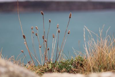 Close-up of plants growing on land against sky