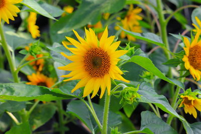 Close-up of yellow flowering plant