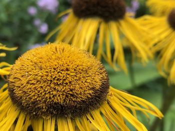 Close-up of sunflower