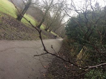 Plants growing on landscape