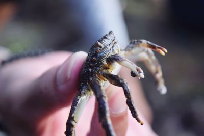 Close-up of hand holding crab