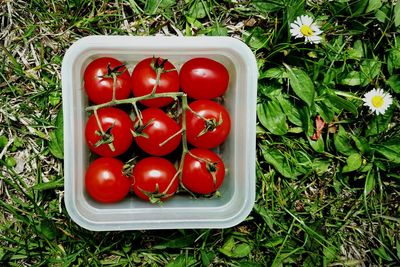 Close-up of tomatoes on grassy field