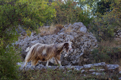 Lion standing in a field