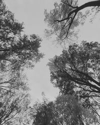 Low angle view of silhouette trees against sky