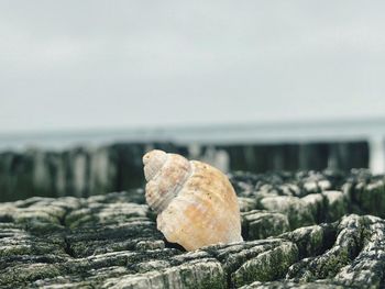 Close-up of shell on rock