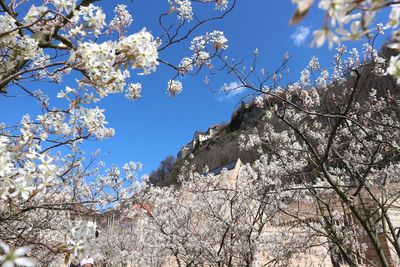 Low angle view of flower tree against clear sky