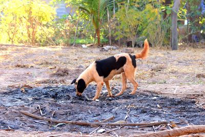 Dog standing in a field