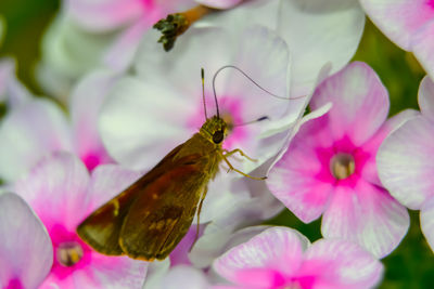 Close-up of butterfly pollinating on pink flower