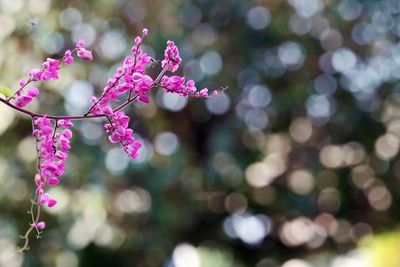 Close-up of pink flower hanging on tree