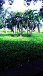 Trees in park against sky