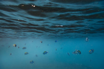 View of fishes swimming in sea