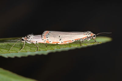 Close-up of butterfly on leaf against black background