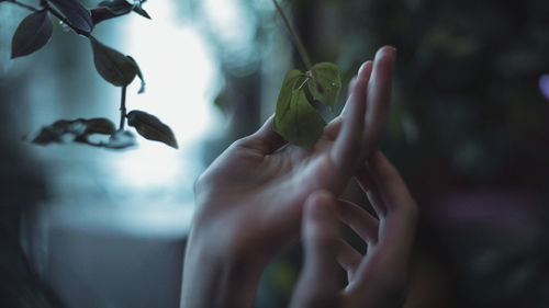 Close-up of hand holding leaves