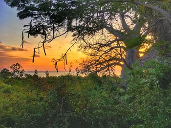 Plants growing on land against sky during sunset