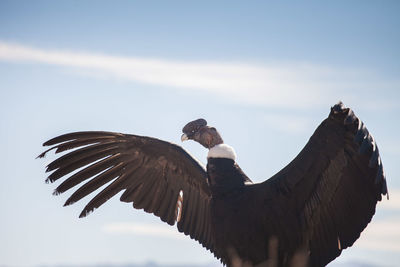 Low angle view of vulture against sky