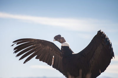 Low angle view of eagle flying against sky