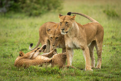 Lionesses stand by cubs playing in grass